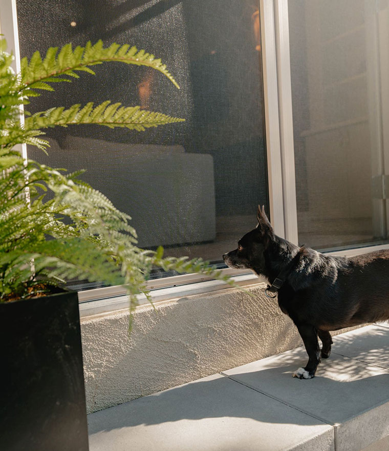 Black cat standing by screen door looking outdoors at plants