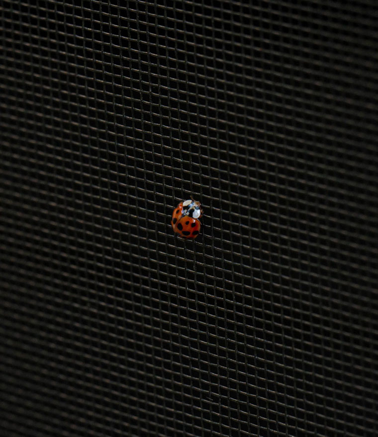 Ladybug on black insect screen mesh